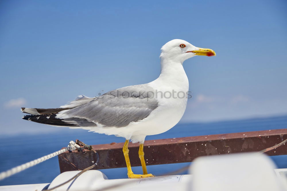 Similar – Foto Bild mal überlegen…. Vogel