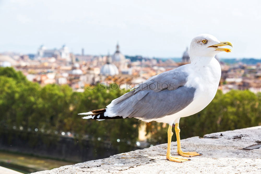 Similar – Image, Stock Photo Pigeon at St. Mark’s Square