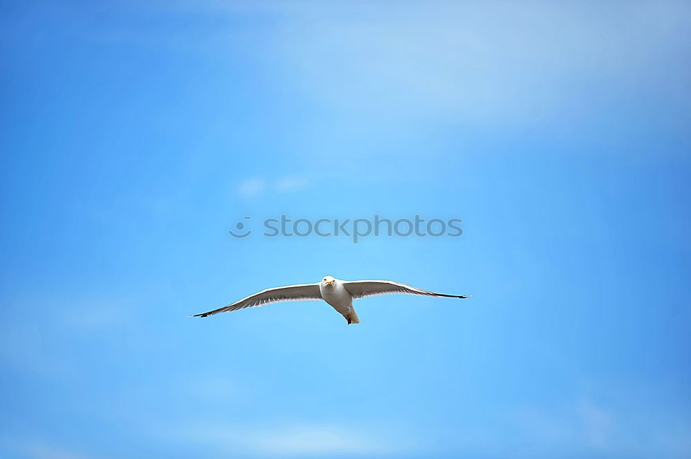 Similar – Image, Stock Photo Bye bye, summer Seagull