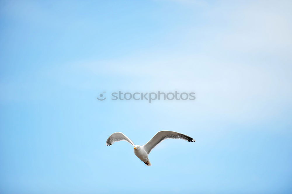 Möwe #1 füttern Meer Vogel