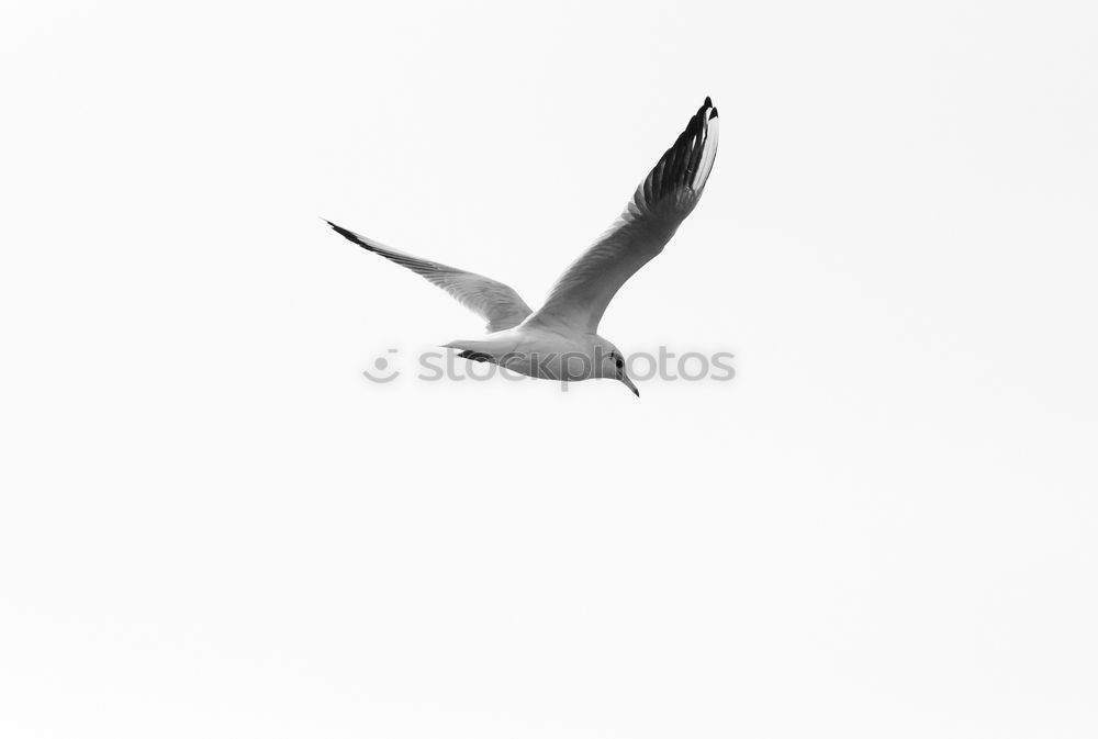 Similar – Image, Stock Photo Seagull 1 Sailing Aviation