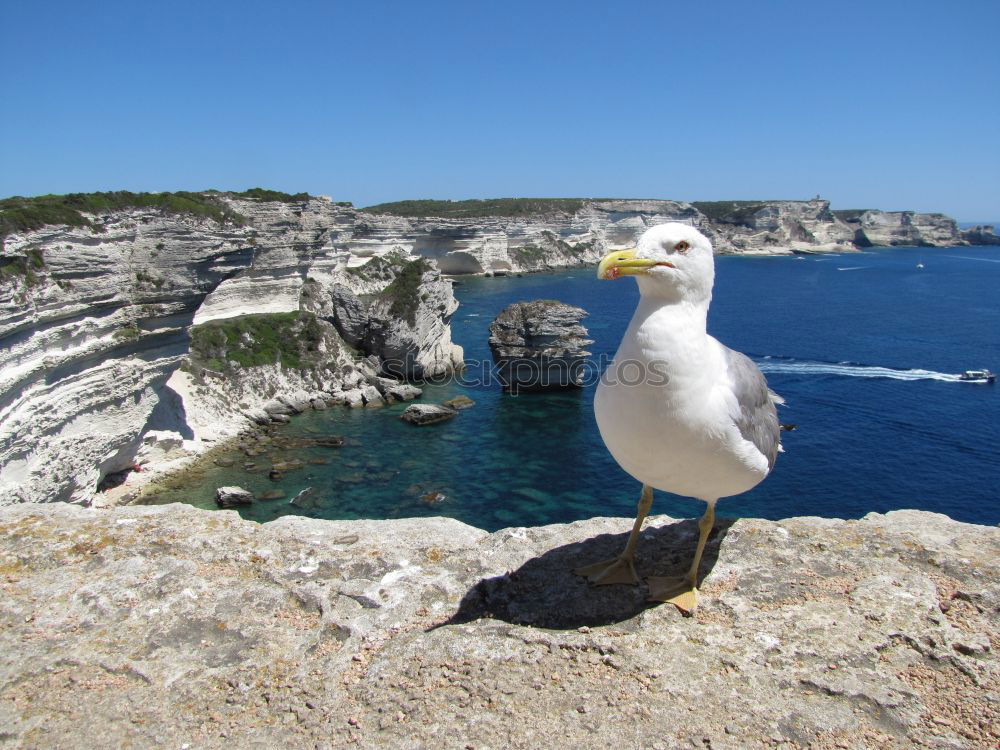 Foto Bild mal überlegen…. Vogel