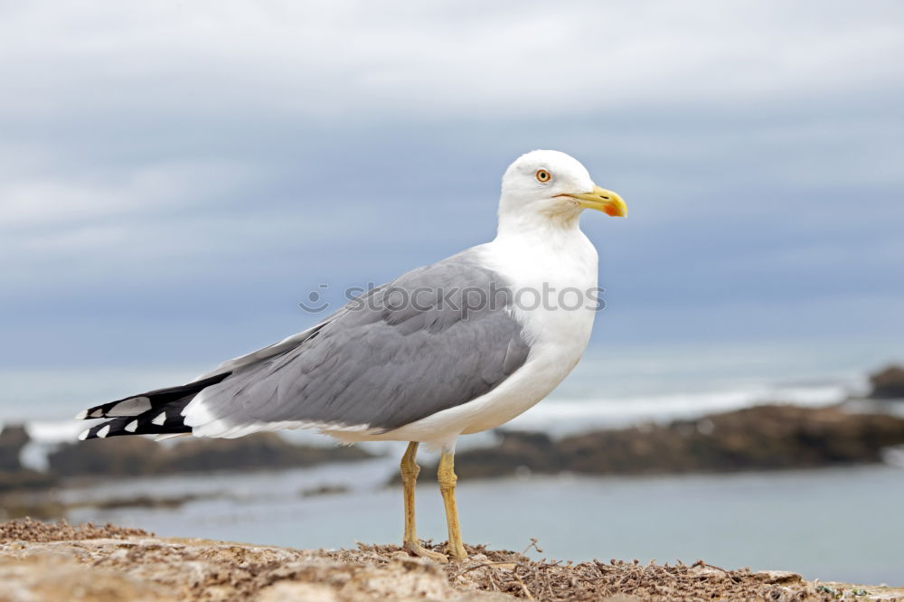 Similar – Image, Stock Photo Mobile old bread destruction unit in Zingst