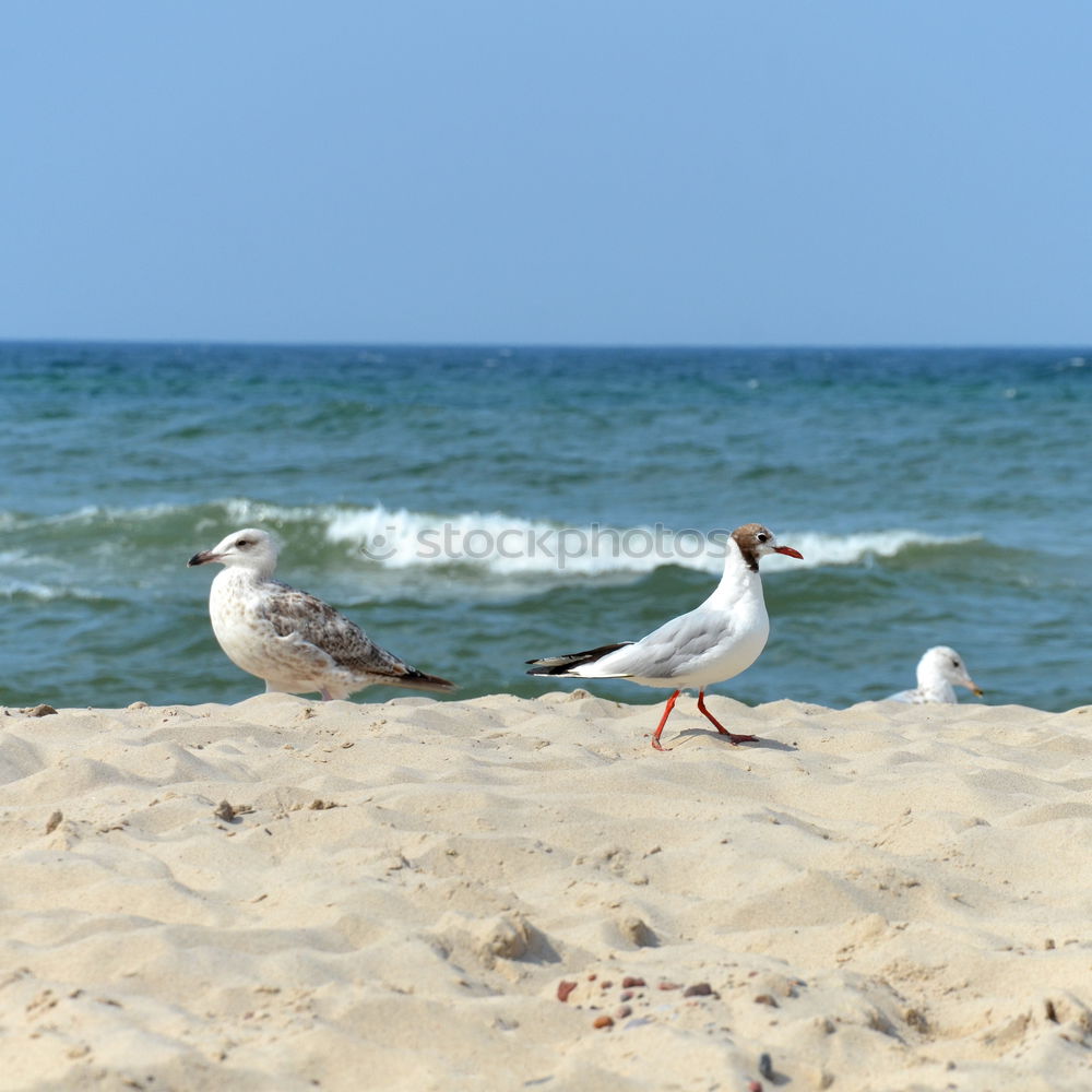 Similar – Image, Stock Photo white gull walks along the sandy beach