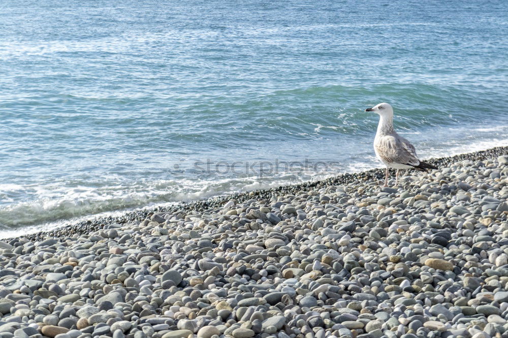 Similar – Image, Stock Photo gull’s eye Water Coast