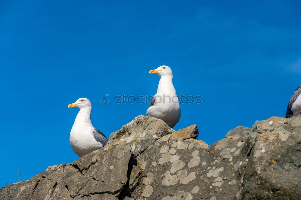 Similar – Foto Bild mal überlegen…. Vogel