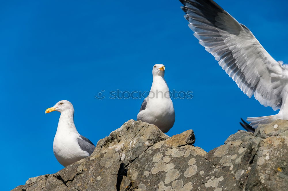 Similar – Foto Bild Ich mach nen Abflug! Teil 1