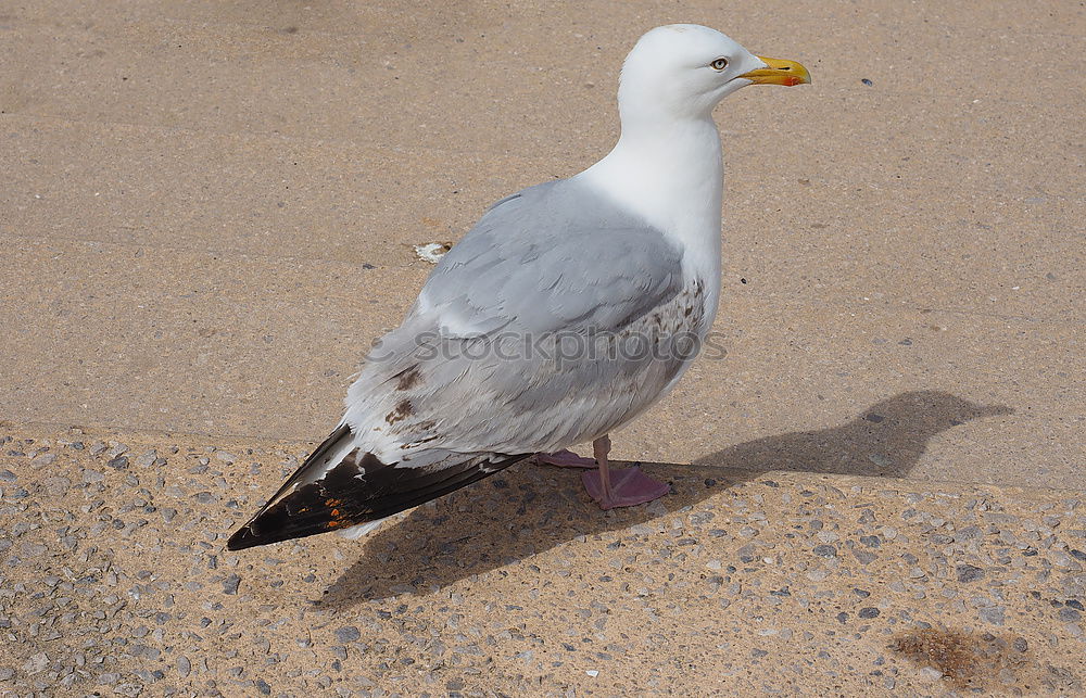 Similar – Image, Stock Photo Laugh, seagull!