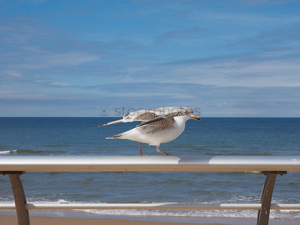 Similar – Image, Stock Photo san_francisco_beach_01