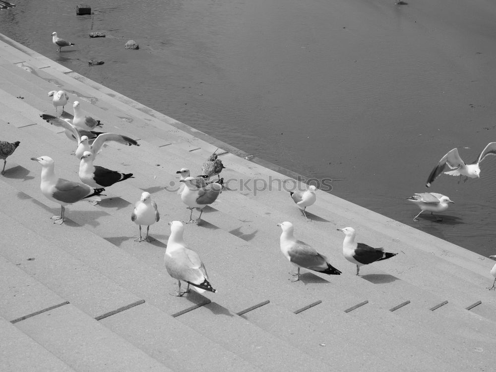 ab mit euch Platz Vogel