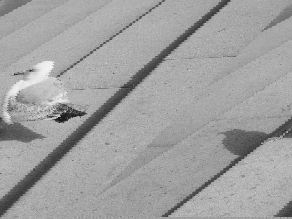 Similar – Foto Bild Tappsi, die tappsende Möwe aus Göteborg.