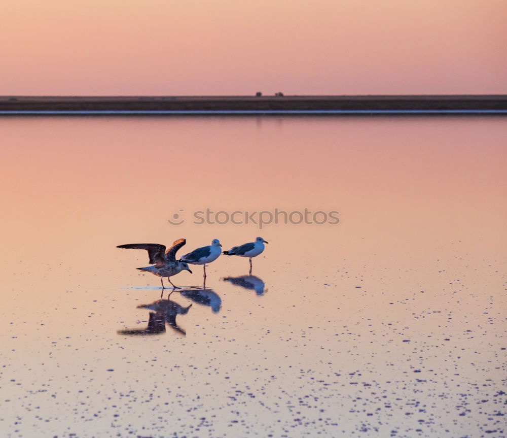 Similar – Polish seagulls Seagull