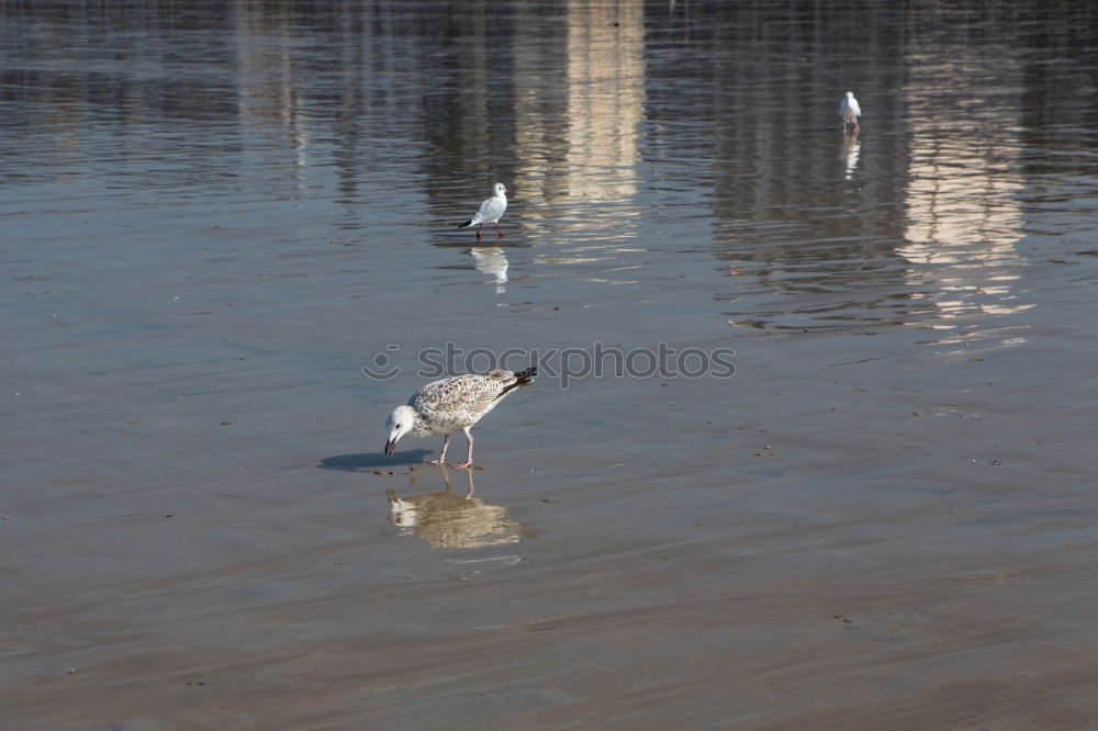 Similar – m_3 Meer Wellen Vogel