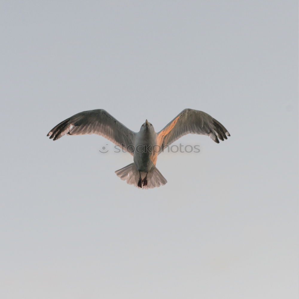 Similar – Image, Stock Photo landing approach Seagull