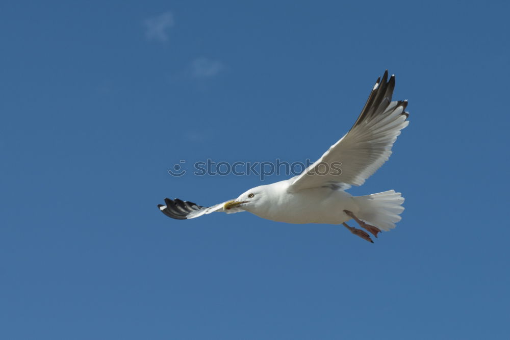 Similar – Bird Shit in Freedom Feces