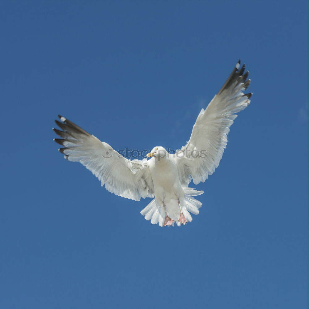 Similar – Image, Stock Photo landing approach Seagull