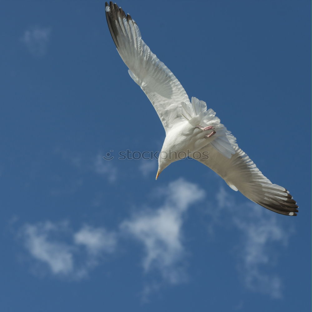 Similar – Image, Stock Photo Two make a summer Seagull