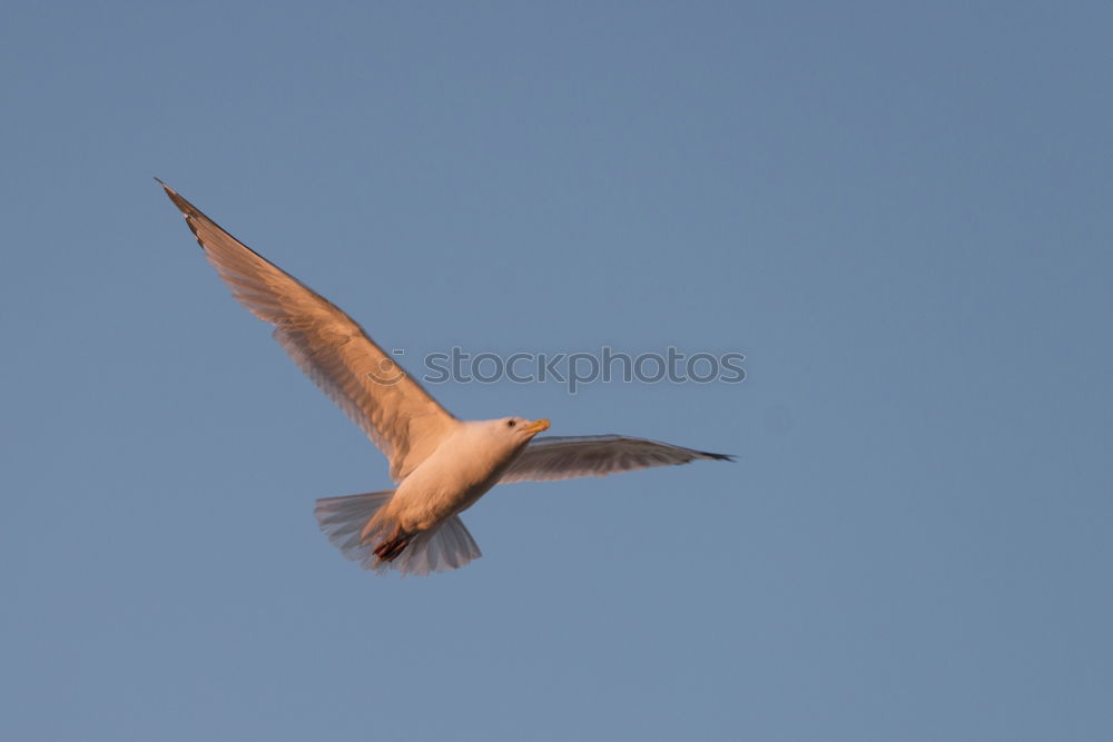 Similar – Image, Stock Photo spoonbill Environment