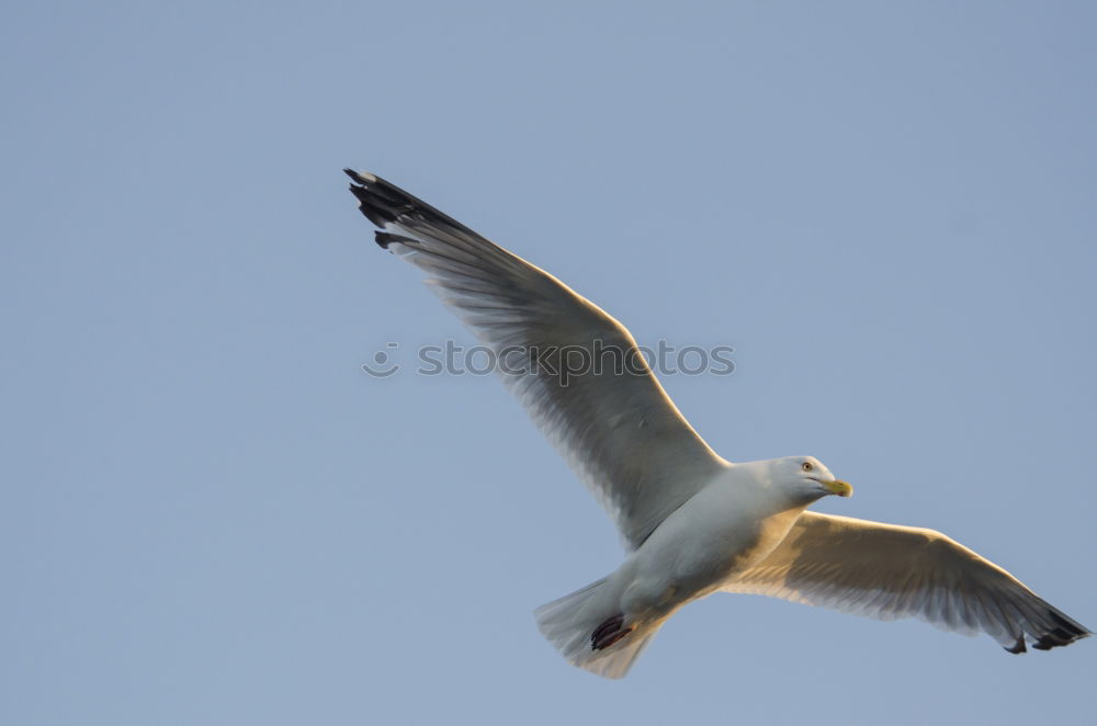 Similar – Image, Stock Photo up and away Seagull Bird