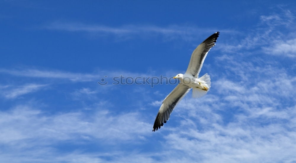 Foto Bild Möwe 2 weiß Meer Vogel