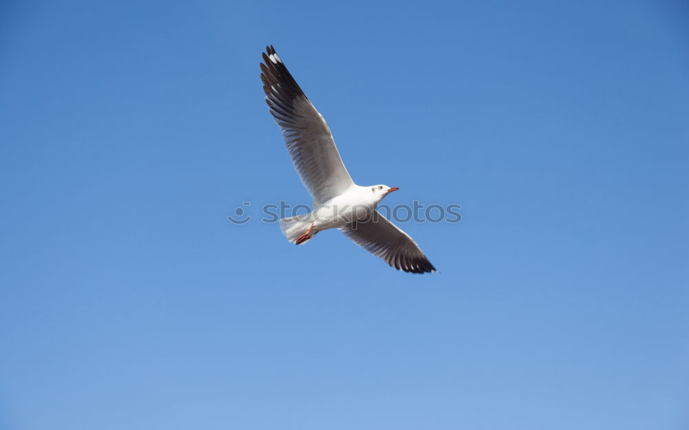 Similar – Image, Stock Photo Buteo buteo Common buzzard