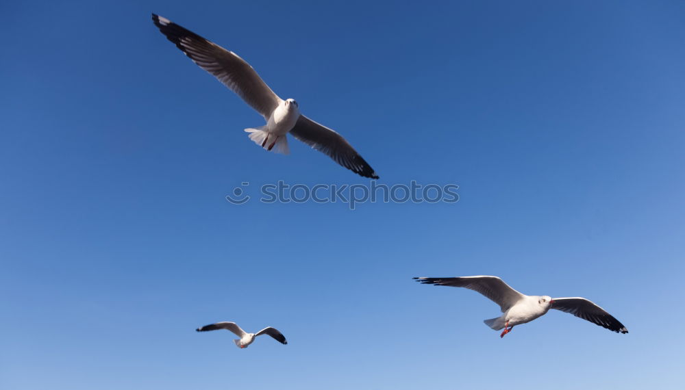 Similar – Morgenmöwe Möwe Vogel Meer