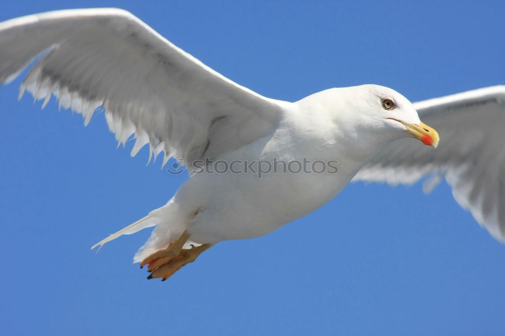 Similar – boundless Seagull White