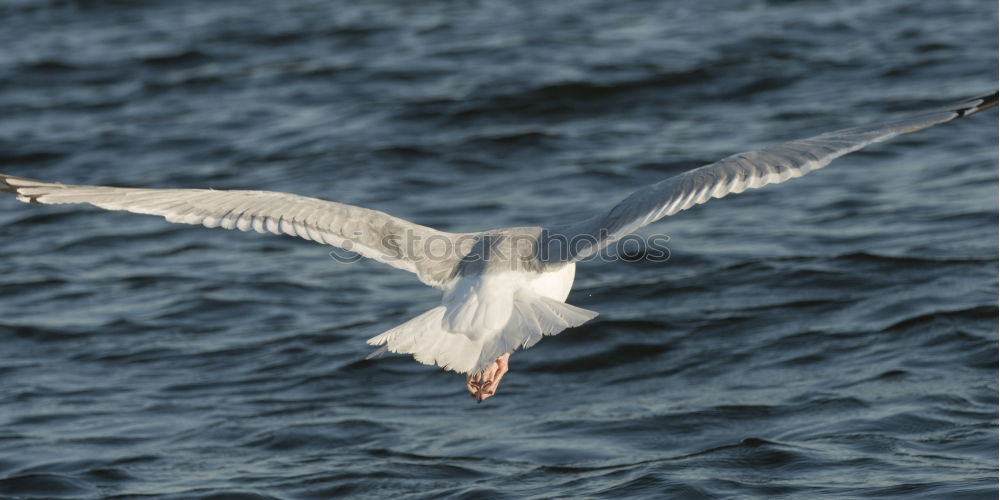 Similar – Image, Stock Photo Black-headed Gull in winter dress