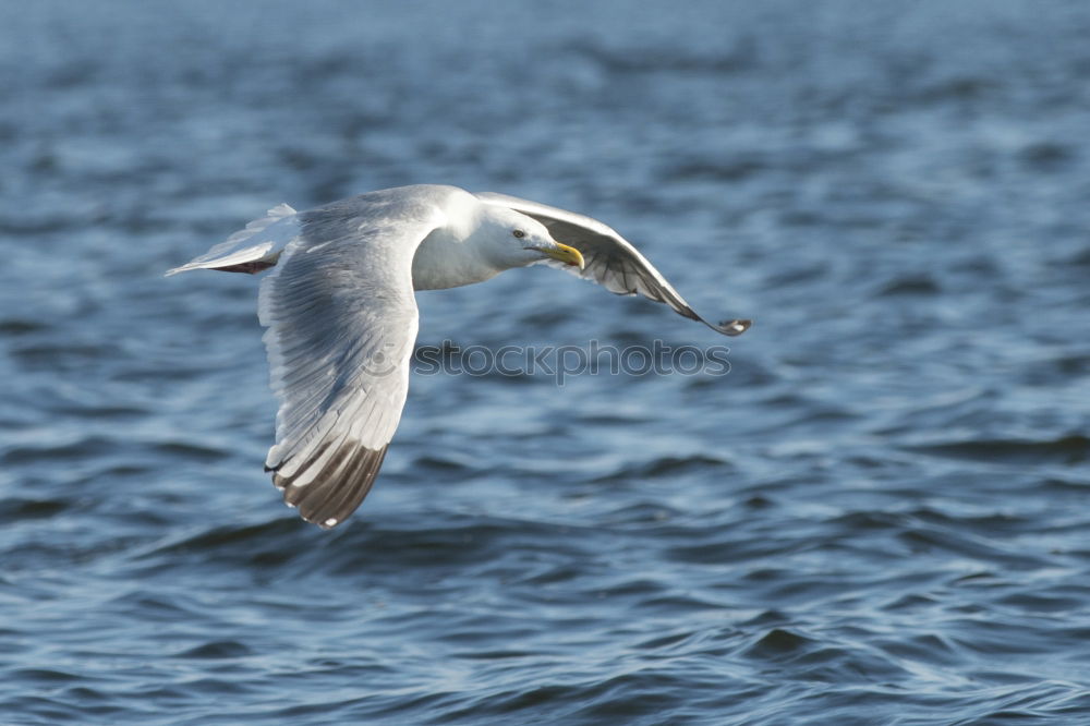 Similar – Foto Bild bird flew by Umwelt Natur