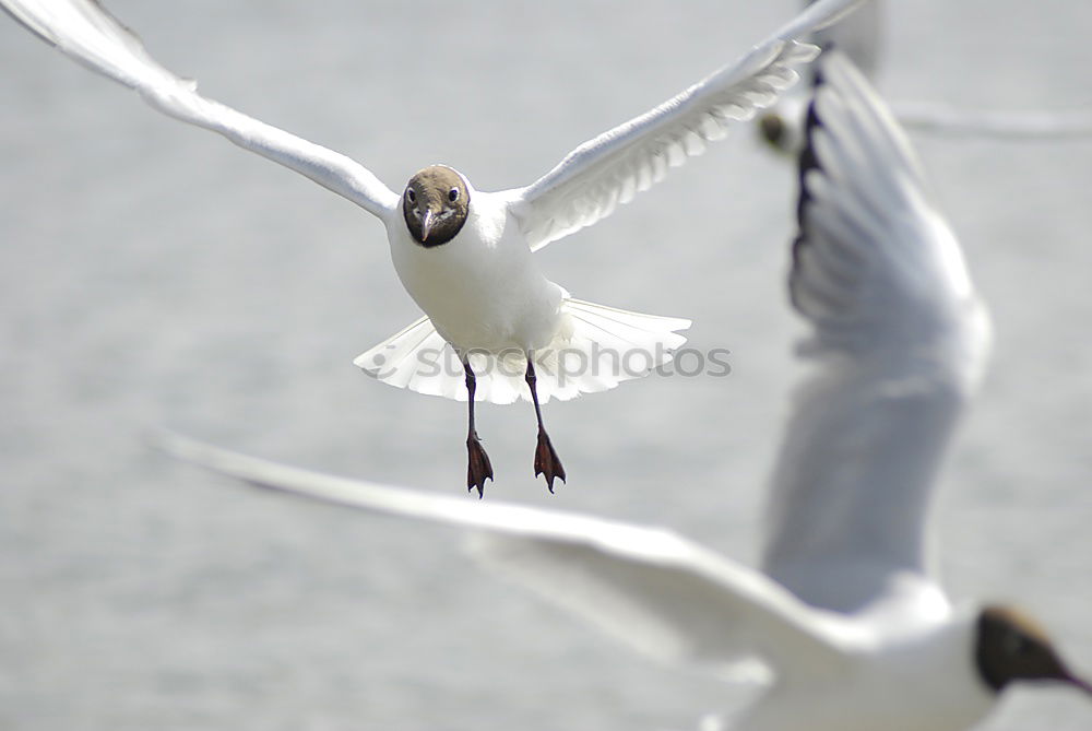 Similar – Image, Stock Photo ” Attention ” Landing. Two pelicans flying over the water. Below you can see other pelicans with their heads. My favorite birds on approach.