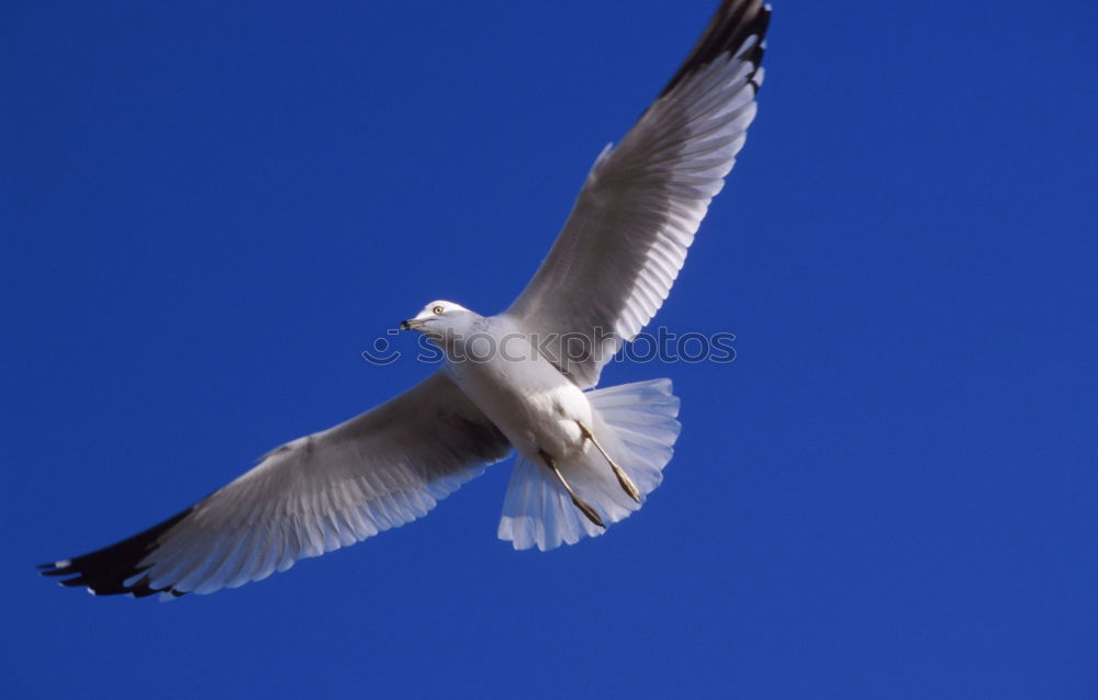 Similar – Image, Stock Photo Fly dolphin, fly! Seagull