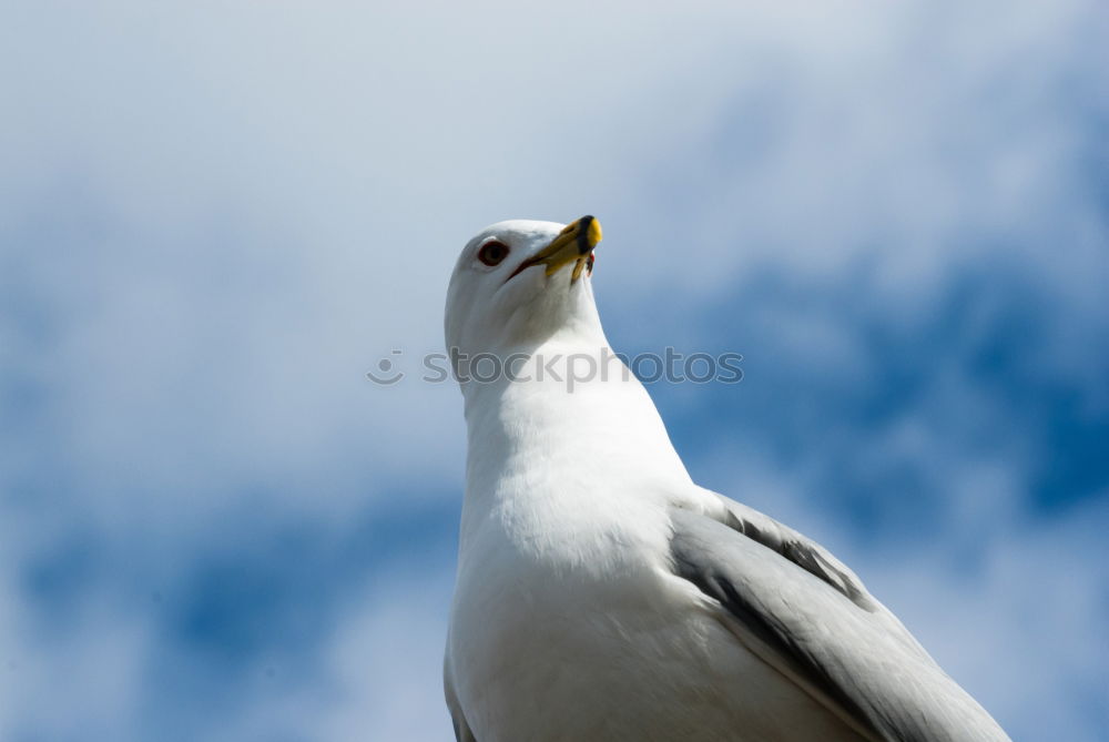 Similar – Image, Stock Photo Sandy feet Nature Animal