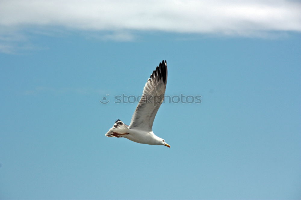 Similar – Mamöwer Nature Animal Air