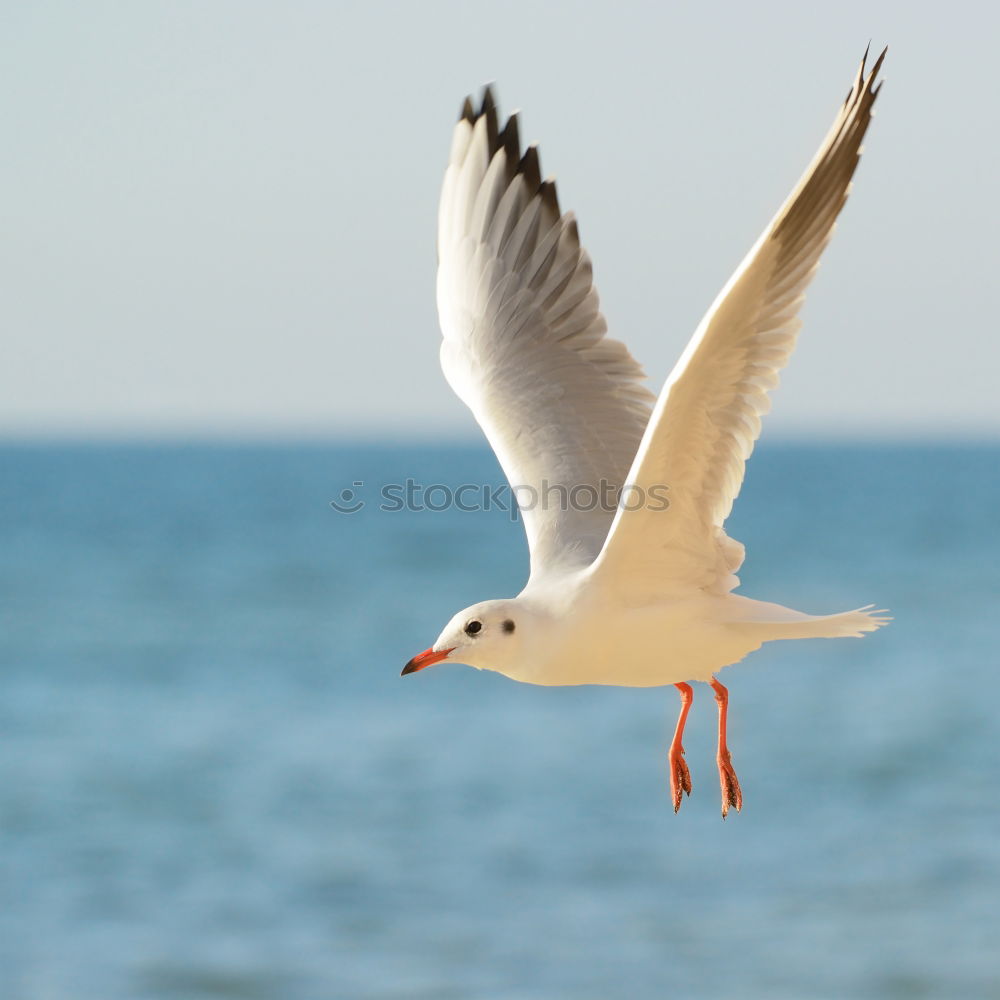 Similar – Ich lass einen fliegen!