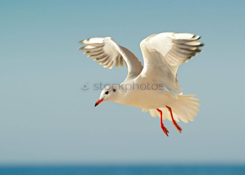 Similar – Image, Stock Photo Sandy feet Nature Animal