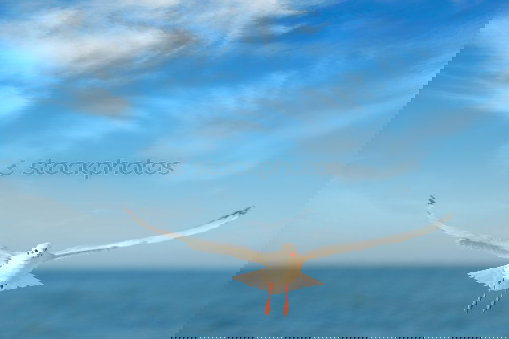 Similar – Image, Stock Photo seagull Life Summer Nature