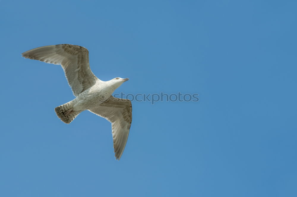 Möwe mit Ziel vor Augen