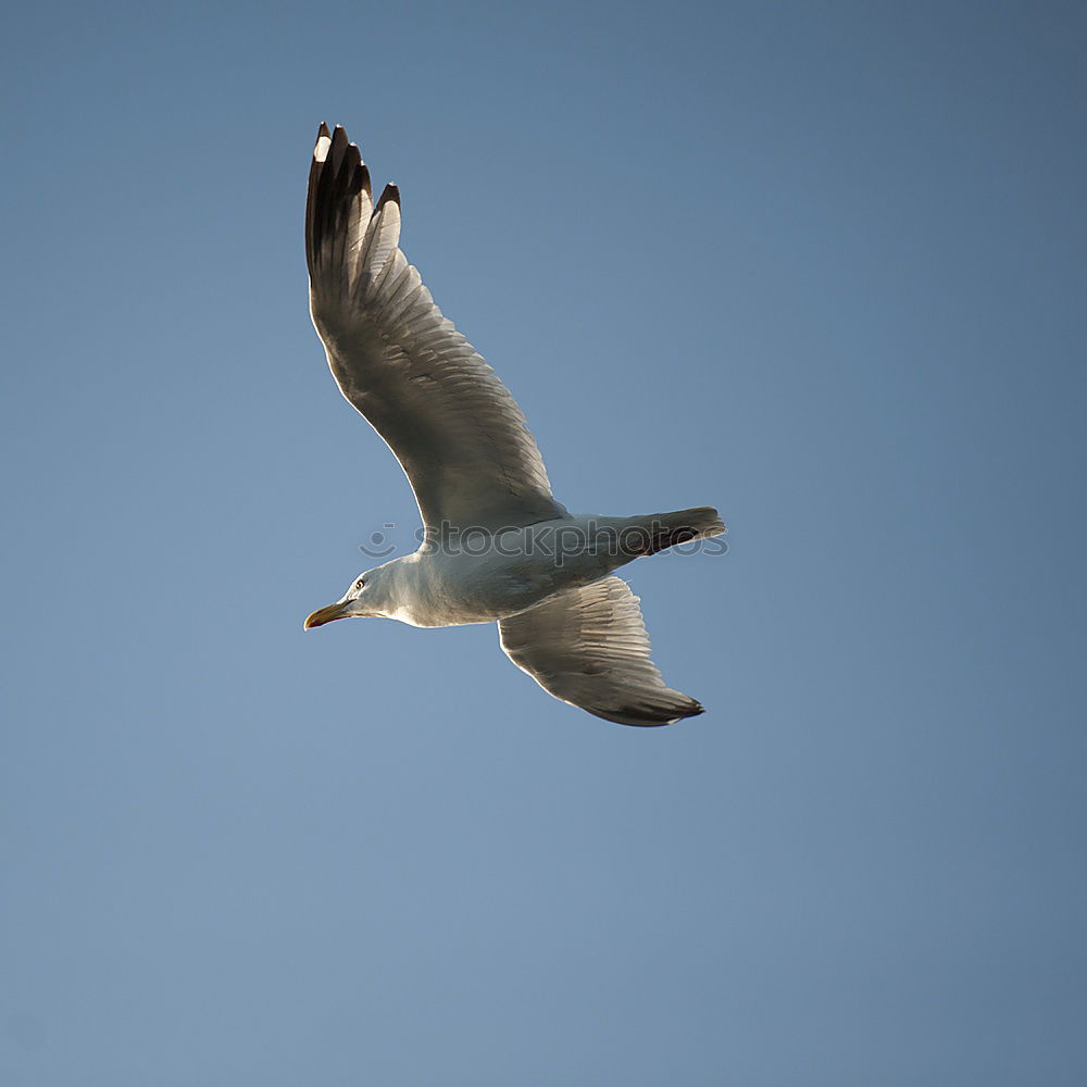 Similar – Image, Stock Photo up and away Seagull Bird