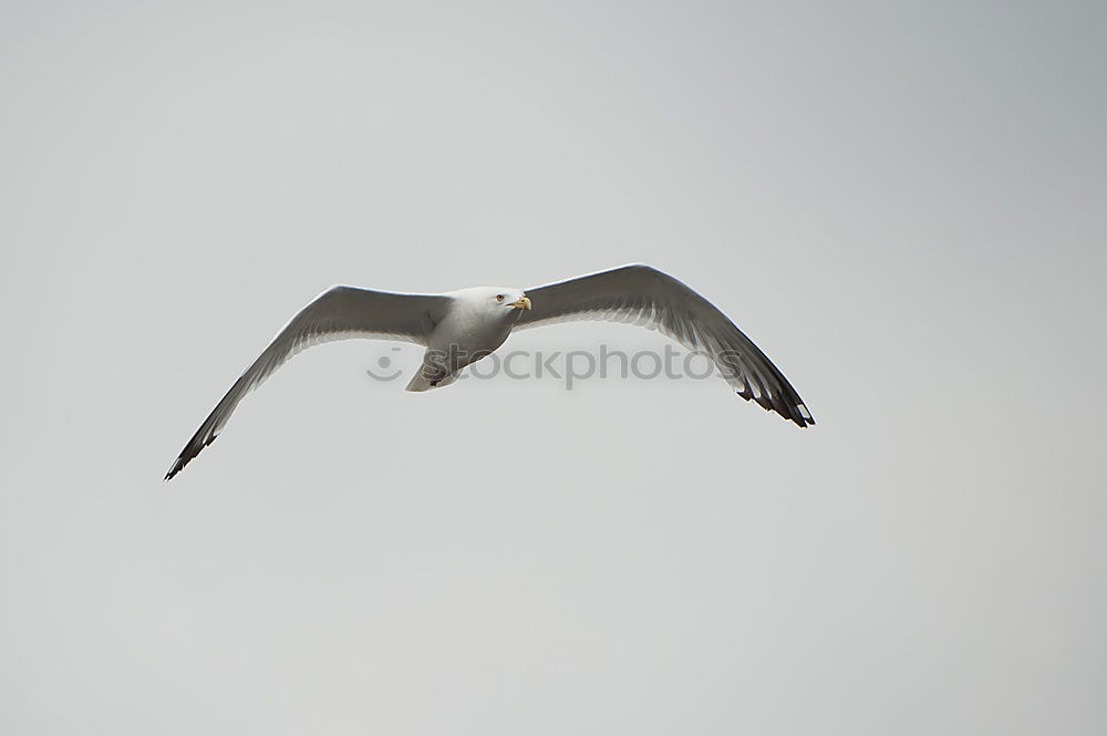 Similar – Image, Stock Photo spoonbill Environment