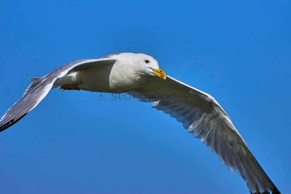 Similar – Floating Bird Seagull