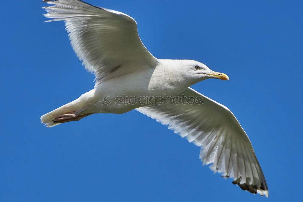 Similar – Image, Stock Photo seagull Seagull