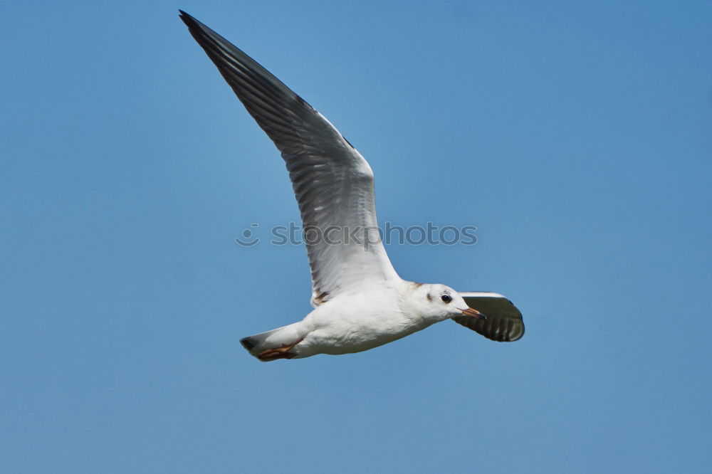 Similar – Image, Stock Photo seagull Seagull