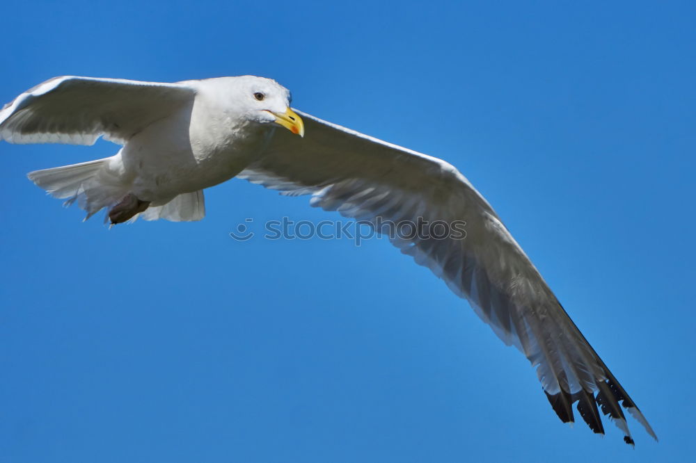 Similar – Image, Stock Photo From the schoolbook for seagull flying lessons