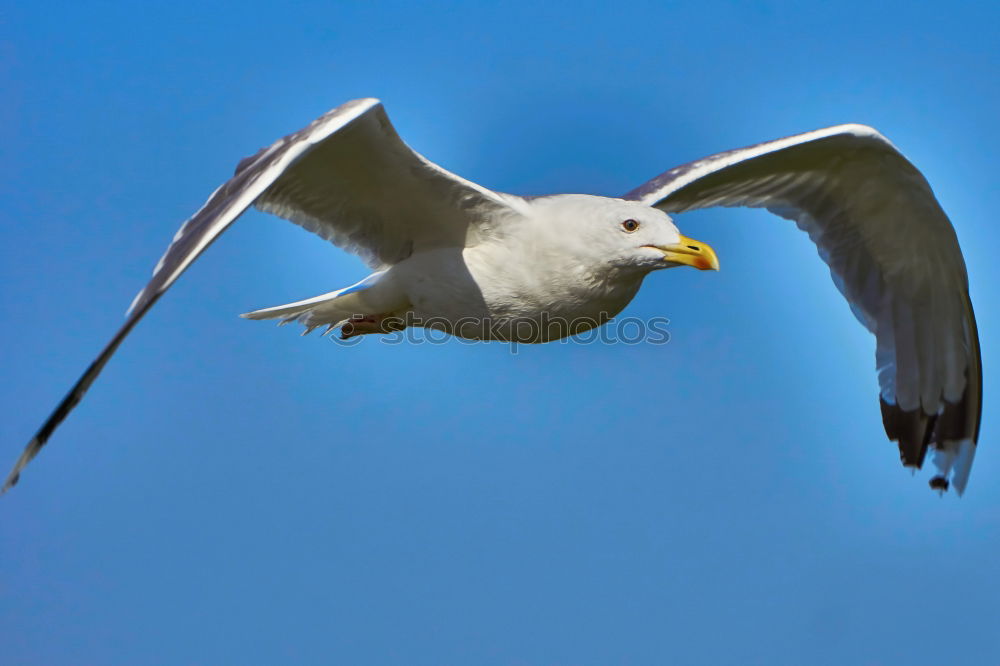 Similar – Floating Bird Seagull