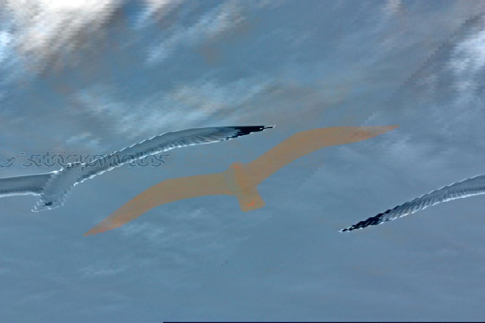 Similar – Foto Bild Usedom Birds Mensch 1