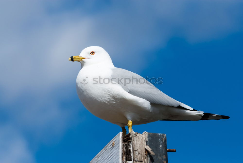 Similar – Image, Stock Photo Good prospects Seagull