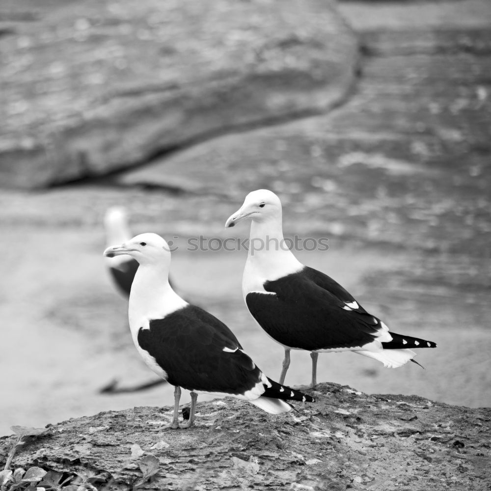 Similar – Titellos Strand Meer