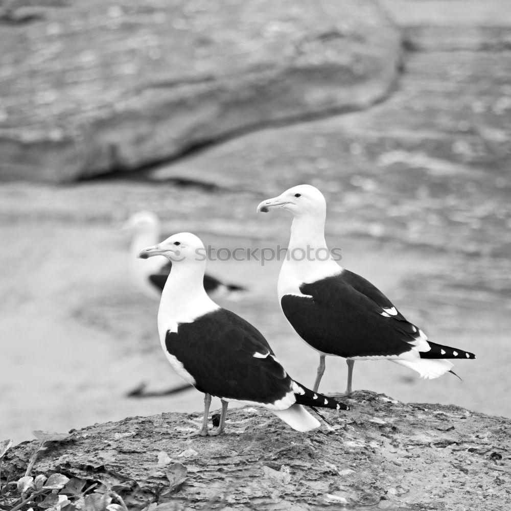 Similar – Image, Stock Photo A sea rat rarely comes alone