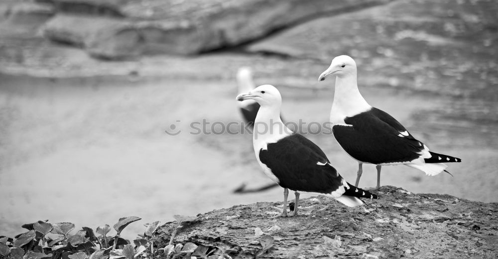 Similar – Image, Stock Photo A sea rat rarely comes alone