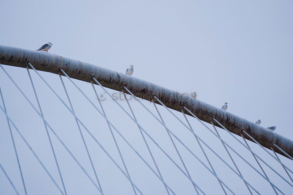 Similar – Image, Stock Photo Barbed wire on wall with two sparrows